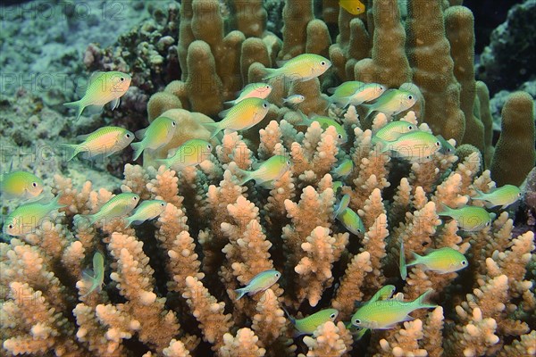A group of Green green chromis