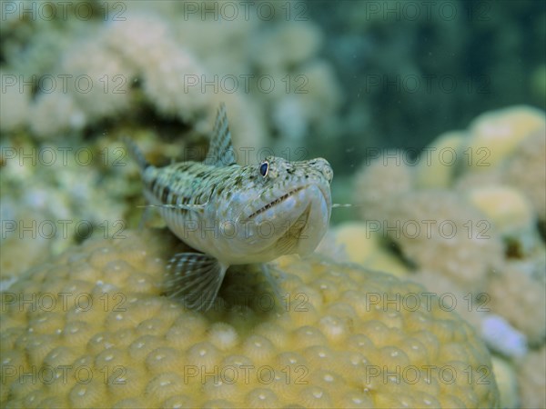Portrait of variegated lizardfish