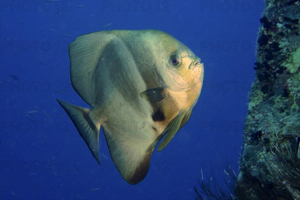 Orbicular batfish