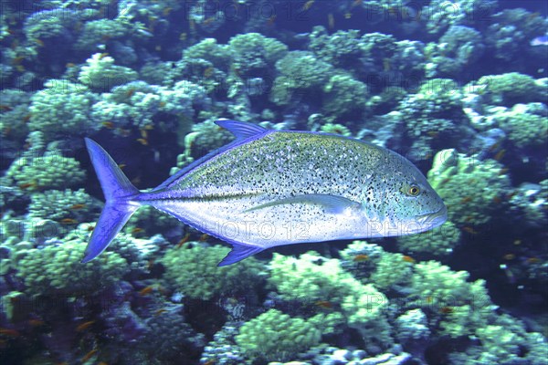 Bluefin trevally