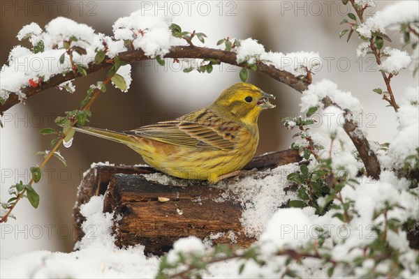 Yellowhammer