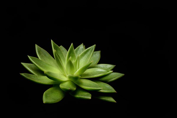 Leaf rosette of an echeveria