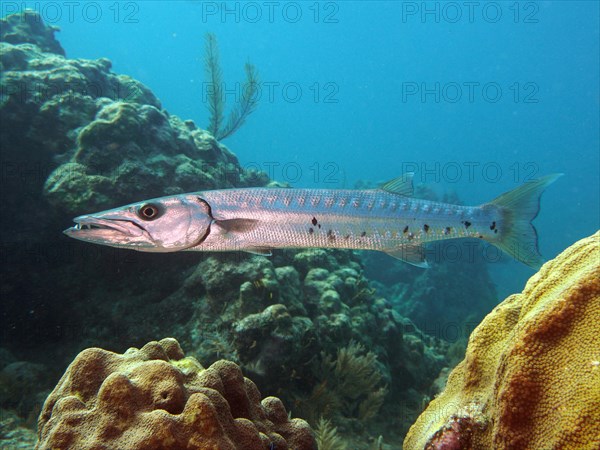 Great barracuda