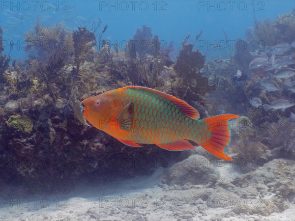 Rainbow parrotfish