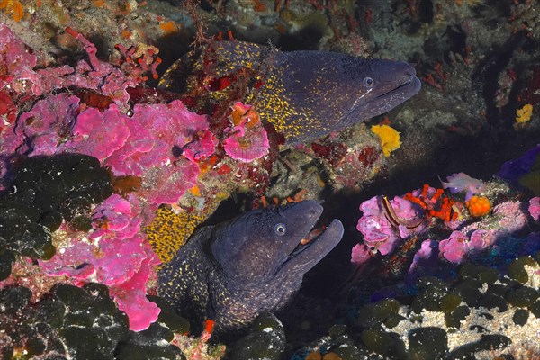 Two mediterranean morays