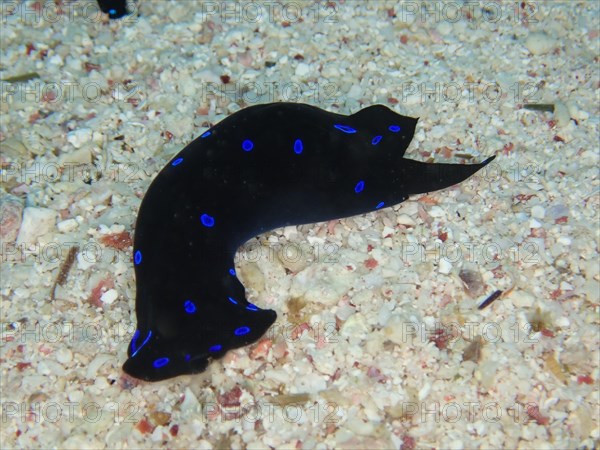 Blue dotted head slug