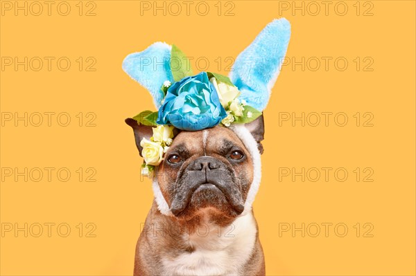 French Bulldog dog wearing Easter bunny costume ears headband with rose flowers on yellow background
