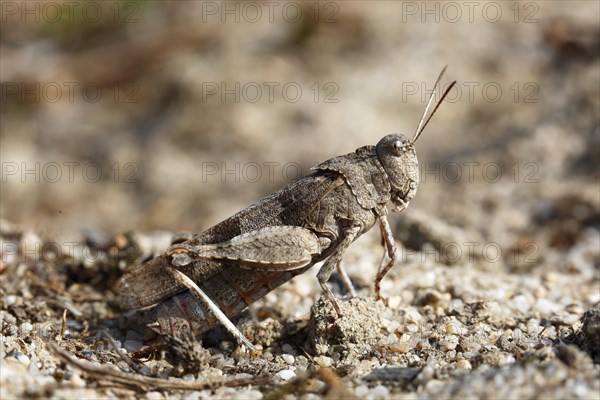 Blue band-winged grasshopper