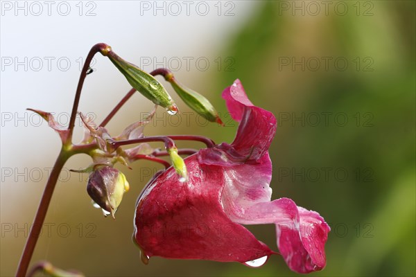 Himalayan balsam