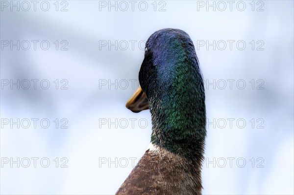 Head and neck of a male mallard