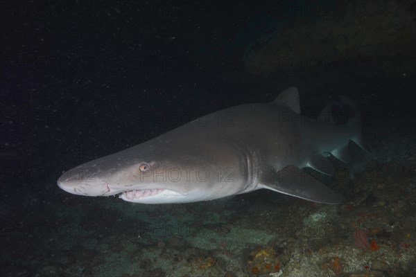 Close-up of sand tiger shark