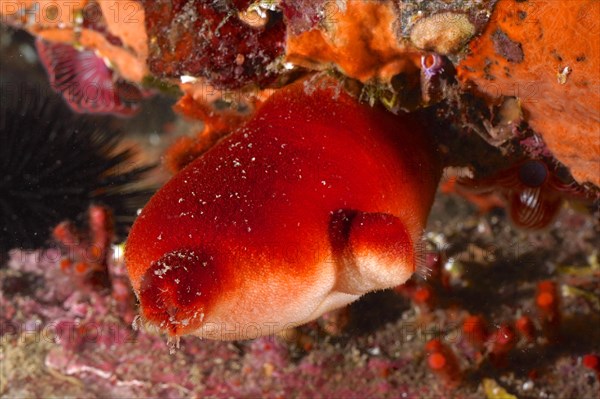 Red sea squirt