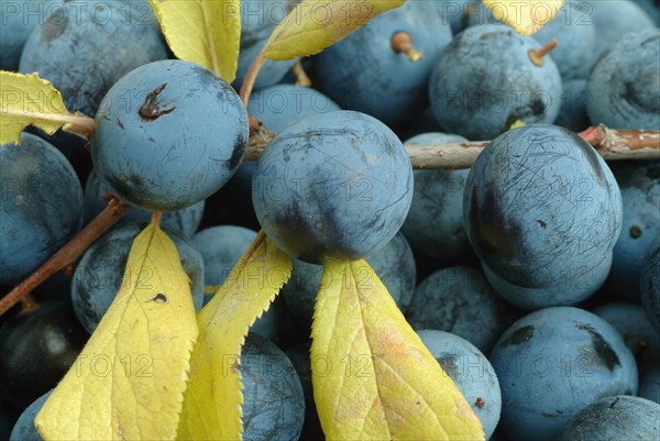 Ripe fruits of blackthorn