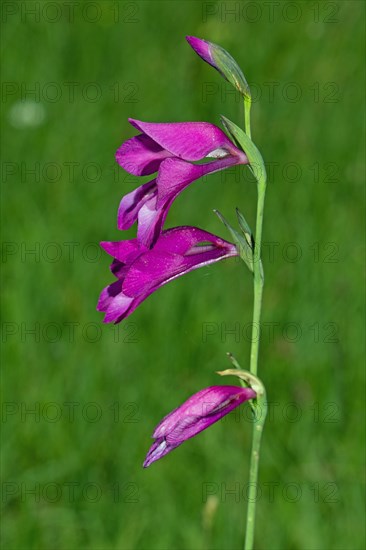 Swamp gladiolus Flower panicle with three open red flowers