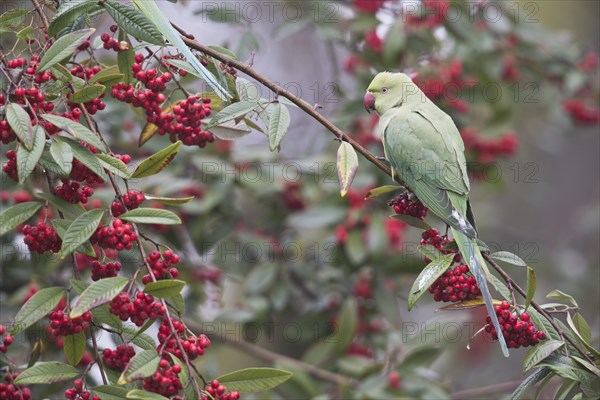 Rose-ringed parakeet