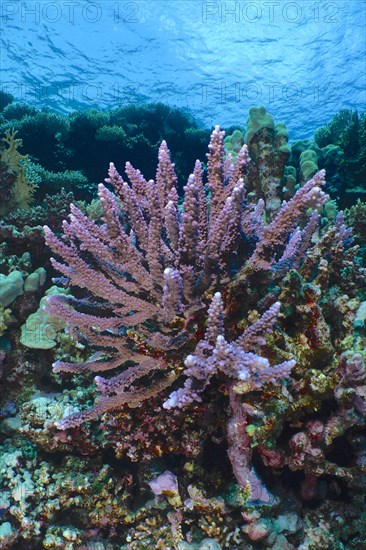 Hemprichs staghorn coral