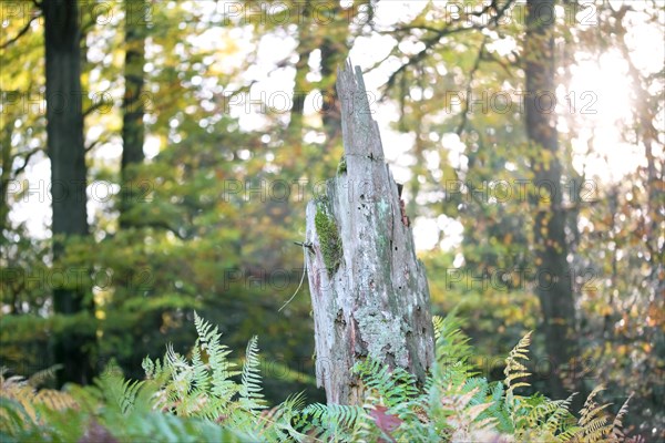 Standing deadwood in mixed deciduous forest