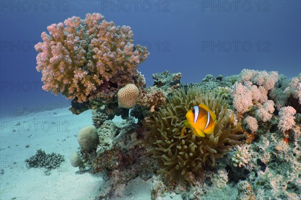 Red sea clownfish