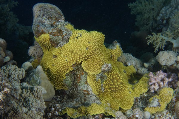 Sulphur Leather Coral