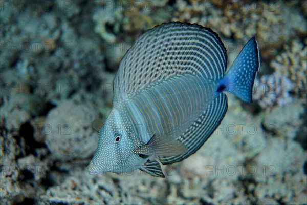 Desjardins sailfin tang