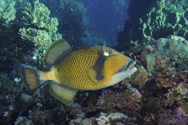 Titan triggerfish