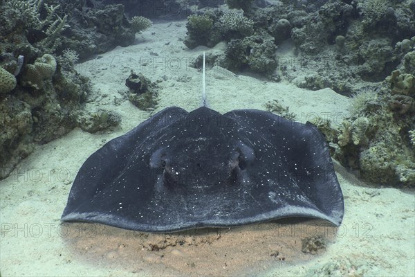 Portrait of black spotted ray