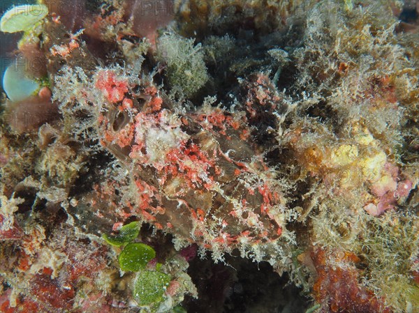 Well camouflaged Giant Frogfish