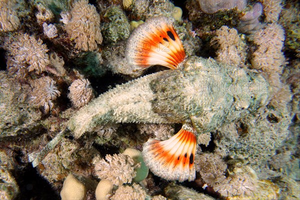 A well-camouflaged humphead dragonhead