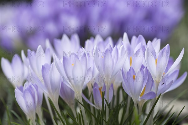 Woodland crocus