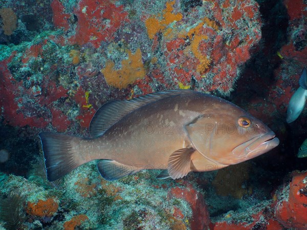 Black grouper