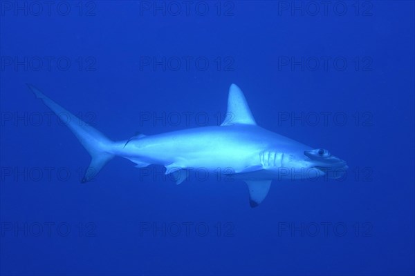 Scalloped hammerhead