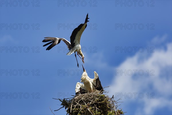 White Stork