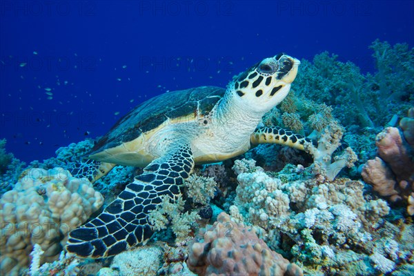 Hawksbill sea turtle