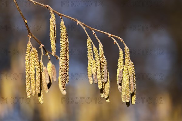 Common hazel