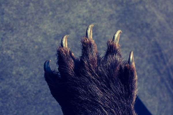 Black Bear Paw With sharp Claws in view