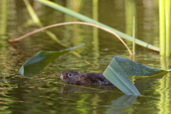 Eastern shrew