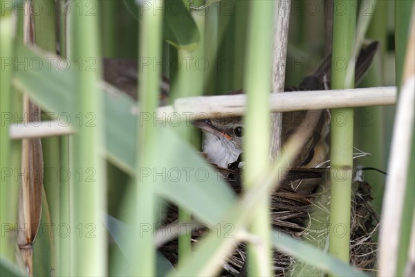 Great reed warbler