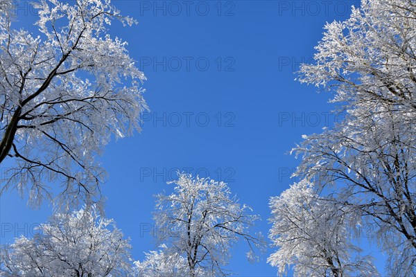 Tree tops with snow and hoarfrost against a blue sky in the Hunsrueck-Hochwald National Park