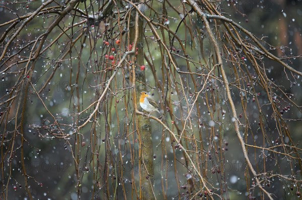 European robin