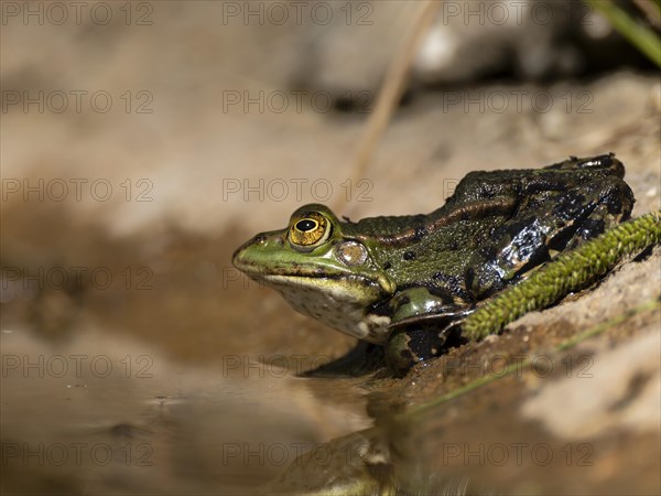 Marsh frog