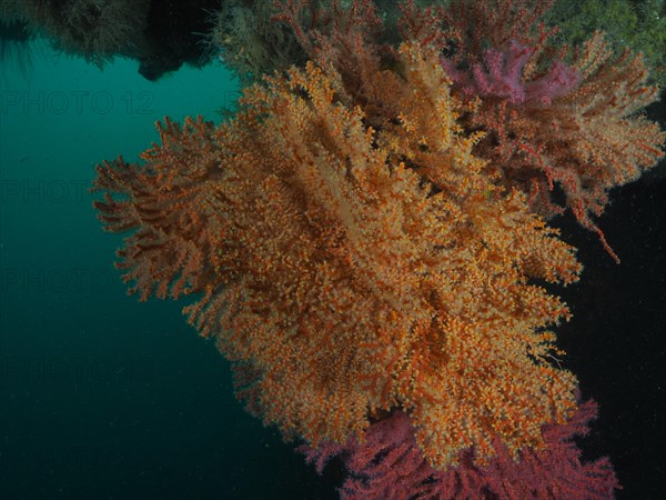 Yellow knot coral