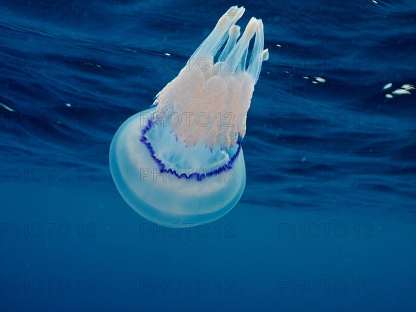 Barrel jellyfish