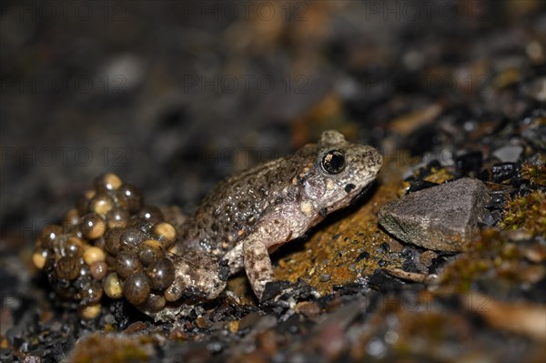 Common midwife toad