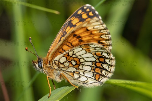 Valerian Fritillary