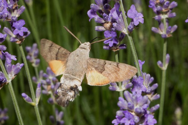 Pigeon tails butterfly with open wings flying sucking on purple flowers diagonally looking right