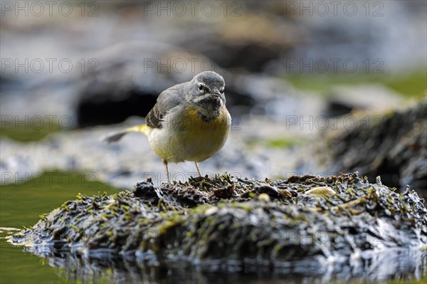 Grey Wagtail