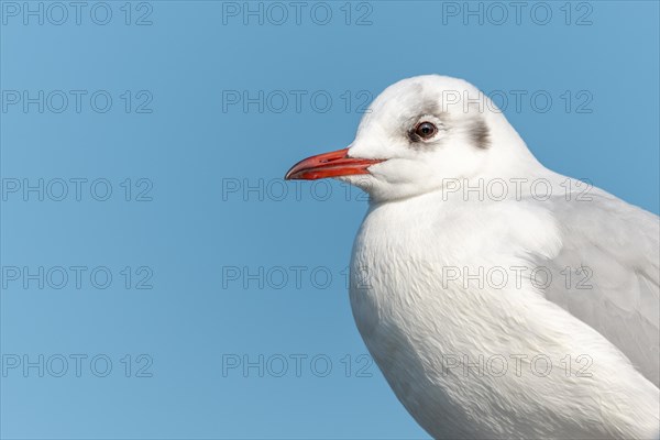 Black-headed gull