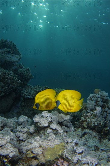 Pair of bluecheek butterflyfish