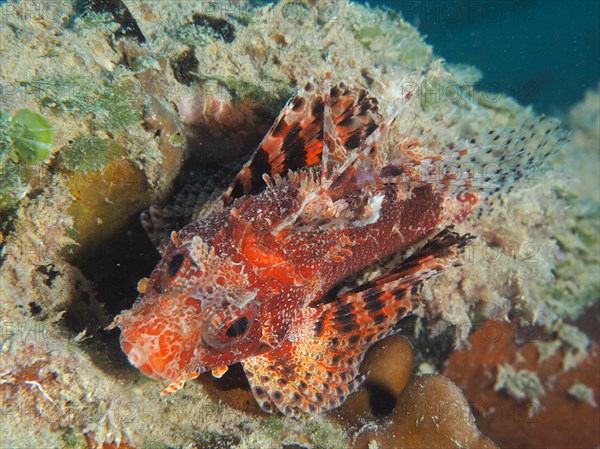 Red Sea Dwarf Lionfish