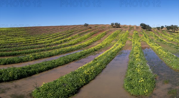 Field with flowering wood sorrel